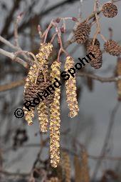 Schwarz-Erle, Alnus glutinosa, Betulaceae, Alnus glutinosa, Schwarz-Erle, Schwarzerle, Habitus im Winter Kauf von 00364_alnus_glutinosa_dsc_1893.jpg