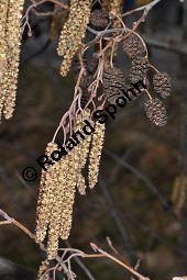 Schwarz-Erle, Alnus glutinosa, Betulaceae, Alnus glutinosa, Schwarz-Erle, Schwarzerle, Habitus im Winter Kauf von 00364_alnus_glutinosa_dsc_1900.jpg