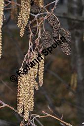 Schwarz-Erle, Alnus glutinosa, Betulaceae, Alnus glutinosa, Schwarz-Erle, Schwarzerle, Habitus im Winter Kauf von 00364_alnus_glutinosa_dsc_1901.jpg