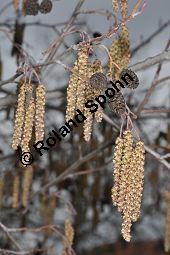 Schwarz-Erle, Alnus glutinosa, Betulaceae, Alnus glutinosa, Schwarz-Erle, Schwarzerle, Habitus im Winter Kauf von 00364_alnus_glutinosa_dsc_1902.jpg