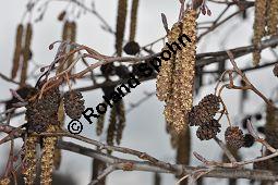 Schwarz-Erle, Alnus glutinosa, Betulaceae, Alnus glutinosa, Schwarz-Erle, Schwarzerle, Habitus im Winter Kauf von 00364_alnus_glutinosa_dsc_1904.jpg