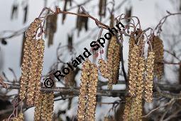 Schwarz-Erle, Alnus glutinosa, Betulaceae, Alnus glutinosa, Schwarz-Erle, Schwarzerle, Habitus im Winter Kauf von 00364_alnus_glutinosa_dsc_1905.jpg