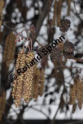 Schwarz-Erle, Alnus glutinosa, Betulaceae, Alnus glutinosa, Schwarz-Erle, Schwarzerle, Habitus im Winter Kauf von 00364_alnus_glutinosa_dsc_1906.jpg