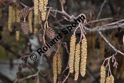 Schwarz-Erle, Alnus glutinosa, Betulaceae, Alnus glutinosa, Schwarz-Erle, Schwarzerle, Habitus im Winter Kauf von 00364_alnus_glutinosa_dsc_1907.jpg