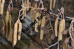 Schwarz-Erle, Alnus glutinosa, Betulaceae, Alnus glutinosa, Schwarz-Erle, Schwarzerle, Habitus im Winter Kauf von 00364_alnus_glutinosa_dsc_1908.jpg