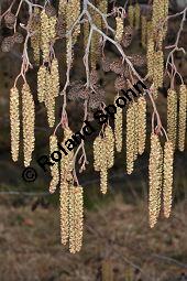 Schwarz-Erle, Alnus glutinosa, Betulaceae, Alnus glutinosa, Schwarz-Erle, Schwarzerle, Habitus im Winter Kauf von 00364_alnus_glutinosa_dsc_1909.jpg