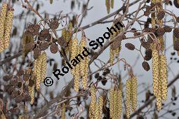 Schwarz-Erle, Alnus glutinosa, Betulaceae, Alnus glutinosa, Schwarz-Erle, Schwarzerle, Habitus im Winter Kauf von 00364_alnus_glutinosa_dsc_1914.jpg