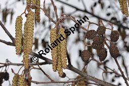 Schwarz-Erle, Alnus glutinosa, Betulaceae, Alnus glutinosa, Schwarz-Erle, Schwarzerle, Habitus im Winter Kauf von 00364_alnus_glutinosa_dsc_1915.jpg