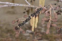 Schwarz-Erle, Alnus glutinosa, Betulaceae, Alnus glutinosa, Schwarz-Erle, Schwarzerle, Habitus im Winter Kauf von 00364_alnus_glutinosa_dsc_1916.jpg