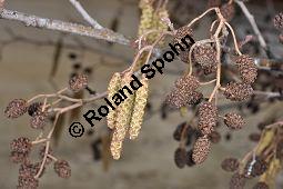 Schwarz-Erle, Alnus glutinosa, Betulaceae, Alnus glutinosa, Schwarz-Erle, Schwarzerle, Habitus im Winter Kauf von 00364_alnus_glutinosa_dsc_1917.jpg