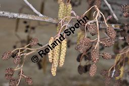 Schwarz-Erle, Alnus glutinosa, Betulaceae, Alnus glutinosa, Schwarz-Erle, Schwarzerle, Habitus im Winter Kauf von 00364_alnus_glutinosa_dsc_1918.jpg