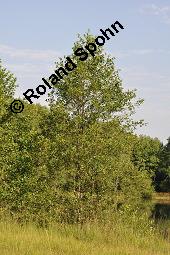 Schwarz-Erle, Alnus glutinosa, Betulaceae, Alnus glutinosa, Schwarz-Erle, Schwarzerle, Habitus im Winter Kauf von 00364_alnus_glutinosa_dsc_3114.jpg