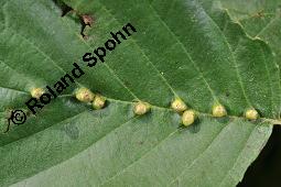 Schwarz-Erle, Alnus glutinosa, Betulaceae, Alnus glutinosa, Schwarz-Erle, Schwarzerle, Habitus im Winter Kauf von 00364_alnus_glutinosa_dsc_5682.jpg