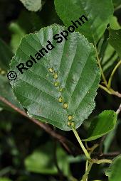 Schwarz-Erle, Alnus glutinosa, Betulaceae, Alnus glutinosa, Schwarz-Erle, Schwarzerle, Habitus im Winter Kauf von 00364_alnus_glutinosa_dsc_5683.jpg