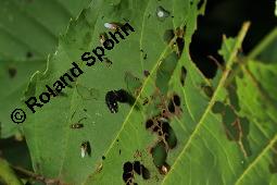 Schwarz-Erle, Alnus glutinosa, Betulaceae, Alnus glutinosa, Schwarz-Erle, Schwarzerle, Habitus im Winter Kauf von 00364_alnus_glutinosa_dsc_6082.jpg