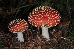 Fliegenpilz, Amanita muscaria, Basidiomyceten, Amanita muscaria, Fliegenpilz, Fruchtkrper Kauf von 00372_amanita_muscaria_dsc_7716.jpg