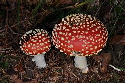 Fliegenpilz, Amanita muscaria, Basidiomyceten, Amanita muscaria, Fliegenpilz, Fruchtkrper Kauf von 00372_amanita_muscaria_dsc_7717.jpg