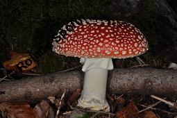 Fliegenpilz, Amanita muscaria, Basidiomyceten, Amanita muscaria, Fliegenpilz, Fruchtkrper Kauf von 00372_amanita_muscaria_dsc_7718.jpg