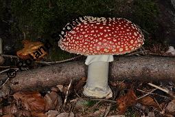 Fliegenpilz, Amanita muscaria, Basidiomyceten, Amanita muscaria, Fliegenpilz, Fruchtkrper Kauf von 00372_amanita_muscaria_dsc_7719.jpg