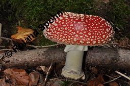 Fliegenpilz, Amanita muscaria, Basidiomyceten, Amanita muscaria, Fliegenpilz, Fruchtkrper Kauf von 00372_amanita_muscaria_dsc_7720.jpg