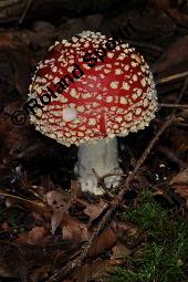 Fliegenpilz, Amanita muscaria, Basidiomyceten, Amanita muscaria, Fliegenpilz, Fruchtkrper Kauf von 00372_amanita_muscaria_dsc_7773.jpg