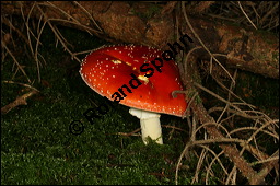 Fliegenpilz, Amanita muscaria, Basidiomyceten, Amanita muscaria, Fliegenpilz, Fruchtkörper Kauf von 00372amanita_muscariaimg_4092.jpg