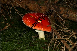 Fliegenpilz, Amanita muscaria, Basidiomyceten, Amanita muscaria, Fliegenpilz, Fruchtkrper Kauf von 00372amanita_muscariaimg_4092.jpg