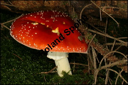 Fliegenpilz, Amanita muscaria, Basidiomyceten, Amanita muscaria, Fliegenpilz, Fruchtkrper Kauf von 00372amanita_muscariaimg_4093.jpg