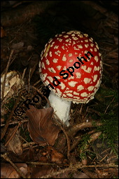 Fliegenpilz, Amanita muscaria, Basidiomyceten, Amanita muscaria, Fliegenpilz, Fruchtkörper Kauf von 00372amanita_muscariaimg_4107.jpg