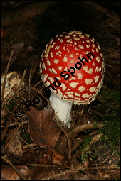 Fliegenpilz, Amanita muscaria, Basidiomyceten, Amanita muscaria, Fliegenpilz, Fruchtkrper Kauf von 00372amanita_muscariaimg_4107.jpg