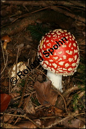 Fliegenpilz, Amanita muscaria, Basidiomyceten, Amanita muscaria, Fliegenpilz, Fruchtkrper Kauf von 00372amanita_muscariaimg_4108.jpg