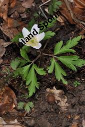 Buschwindröschen, Busch-Windröschen, Wald-Anemone, Anemone nemorosa, Ranunculaceae, Anemone nemorosa, Busch-Windröschen, Buschwindröschen, Wald-Anemone, Blühend Kauf von 00383_anemone_nemorosa_dsc_8676.jpg
