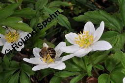 Buschwindröschen, Busch-Windröschen, Wald-Anemone, Anemone nemorosa, Ranunculaceae, Anemone nemorosa, Busch-Windröschen, Buschwindröschen, Wald-Anemone, Blühend Kauf von 00383_anemone_nemorosa_dsc_8713.jpg