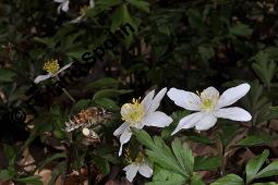 Buschwindröschen, Busch-Windröschen, Wald-Anemone, Anemone nemorosa, Ranunculaceae, Anemone nemorosa, Busch-Windröschen, Buschwindröschen, Wald-Anemone, Blühend Kauf von 00383_anemone_nemorosa_dsc_8714.jpg
