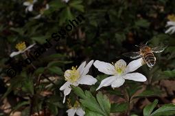 Buschwindröschen, Busch-Windröschen, Wald-Anemone, Anemone nemorosa, Ranunculaceae, Anemone nemorosa, Busch-Windröschen, Buschwindröschen, Wald-Anemone, Blühend Kauf von 00383_anemone_nemorosa_dsc_8715.jpg