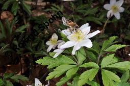 Buschwindröschen, Busch-Windröschen, Wald-Anemone, Anemone nemorosa, Ranunculaceae, Anemone nemorosa, Busch-Windröschen, Buschwindröschen, Wald-Anemone, Blühend Kauf von 00383_anemone_nemorosa_dsc_8716.jpg