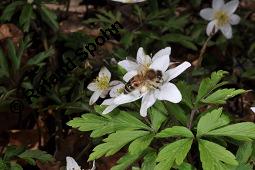 Buschwindröschen, Busch-Windröschen, Wald-Anemone, Anemone nemorosa, Ranunculaceae, Anemone nemorosa, Busch-Windröschen, Buschwindröschen, Wald-Anemone, Blühend Kauf von 00383_anemone_nemorosa_dsc_8717.jpg