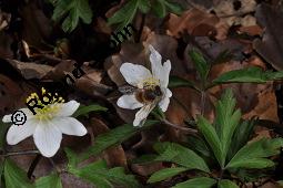 Buschwindröschen, Busch-Windröschen, Wald-Anemone, Anemone nemorosa, Ranunculaceae, Anemone nemorosa, Busch-Windröschen, Buschwindröschen, Wald-Anemone, Blühend Kauf von 00383_anemone_nemorosa_dsc_8718.jpg
