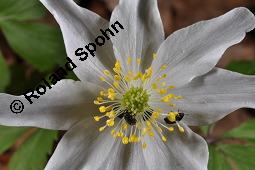 Buschwindröschen, Busch-Windröschen, Wald-Anemone, Anemone nemorosa, Ranunculaceae, Anemone nemorosa, Busch-Windröschen, Buschwindröschen, Wald-Anemone, Blühend Kauf von 00383_anemone_nemorosa_dsc_8719.jpg