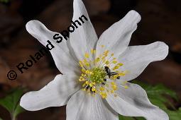 Buschwindröschen, Busch-Windröschen, Wald-Anemone, Anemone nemorosa, Ranunculaceae, Anemone nemorosa, Busch-Windröschen, Buschwindröschen, Wald-Anemone, Blühend Kauf von 00383_anemone_nemorosa_dsc_8720.jpg