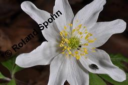 Buschwindröschen, Busch-Windröschen, Wald-Anemone, Anemone nemorosa, Ranunculaceae, Anemone nemorosa, Busch-Windröschen, Buschwindröschen, Wald-Anemone, Blühend Kauf von 00383_anemone_nemorosa_dsc_8721.jpg