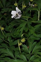 Buschwindröschen, Busch-Windröschen, Wald-Anemone, Anemone nemorosa, Ranunculaceae, Anemone nemorosa, Busch-Windröschen, Buschwindröschen, Wald-Anemone, Blühend Kauf von 00383_anemone_nemorosa_dsc_8895.jpg