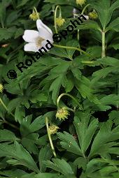 Buschwindröschen, Busch-Windröschen, Wald-Anemone, Anemone nemorosa, Ranunculaceae, Anemone nemorosa, Busch-Windröschen, Buschwindröschen, Wald-Anemone, Blühend Kauf von 00383_anemone_nemorosa_dsc_8896.jpg