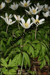 Buschwindröschen, Busch-Windröschen, Wald-Anemone, Anemone nemorosa, Ranunculaceae, Anemone nemorosa, Busch-Windröschen, Buschwindröschen, Wald-Anemone, Blühend Kauf von 00383anemone_nemorosaimg_6294.jpg