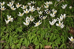 Buschwindröschen, Busch-Windröschen, Wald-Anemone, Anemone nemorosa, Ranunculaceae, Anemone nemorosa, Busch-Windröschen, Buschwindröschen, Wald-Anemone, Blühend Kauf von 00383anemone_nemorosaimg_6295.jpg