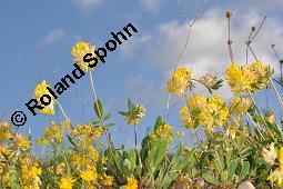 Wundklee, Anthyllis vulneraria, Fabaceae, Anthyllis vulneraria, Wundklee, Blattrosette Kauf von 00390_anthyllis_vulneraria_dsc_0534.jpg