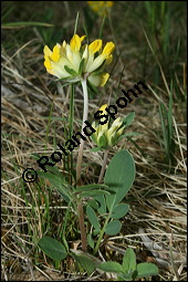 Wundklee, Anthyllis vulneraria, Fabaceae, Anthyllis vulneraria, Wundklee, Blattrosette Kauf von 00390anthyllis_vulnerariaimg_1905.jpg