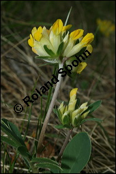 Wundklee, Anthyllis vulneraria, Fabaceae, Anthyllis vulneraria, Wundklee, Blattrosette Kauf von 00390anthyllis_vulnerariaimg_1906.jpg