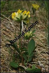 Wundklee, Anthyllis vulneraria, Fabaceae, Anthyllis vulneraria, Wundklee, Blattrosette Kauf von 00390anthyllis_vulnerariaimg_1907.jpg