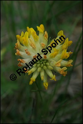 Wundklee, Anthyllis vulneraria, Fabaceae, Anthyllis vulneraria, Wundklee, Blattrosette Kauf von 00390anthyllis_vulnerariaimg_1908.jpg